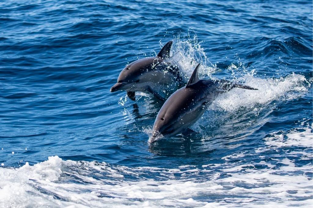Dolphins at Bruny Island Tasmania